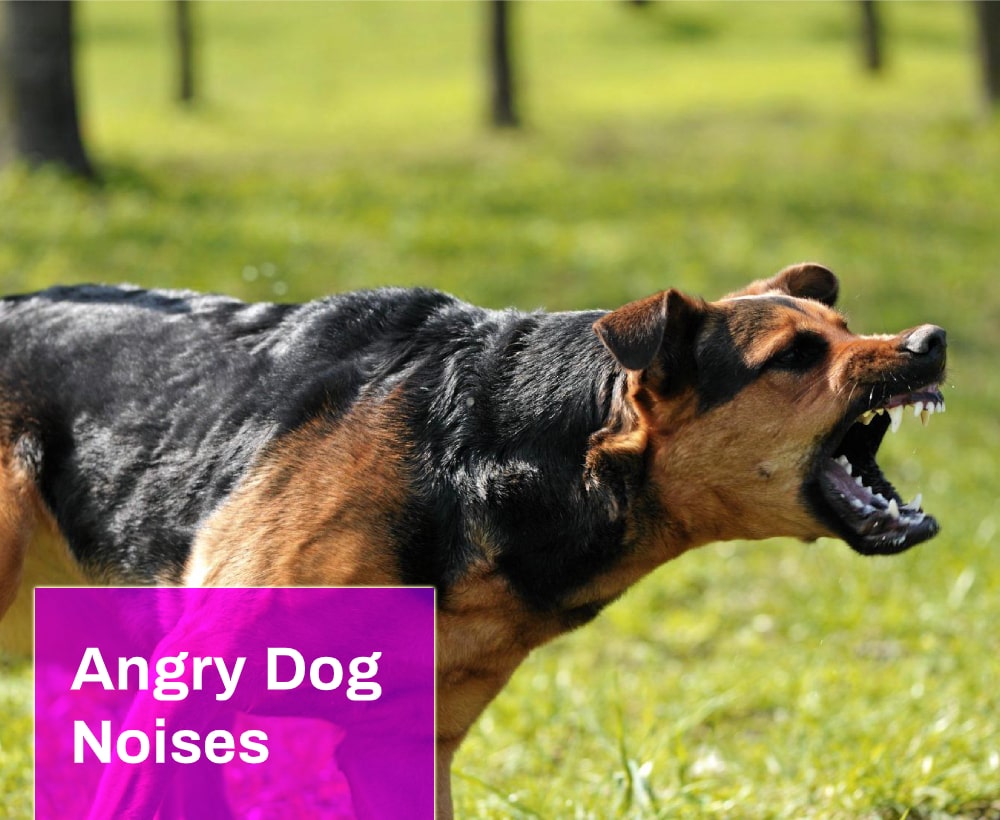 Angry Dog Noises Sound Effect Free MP3 Mingo Sounds