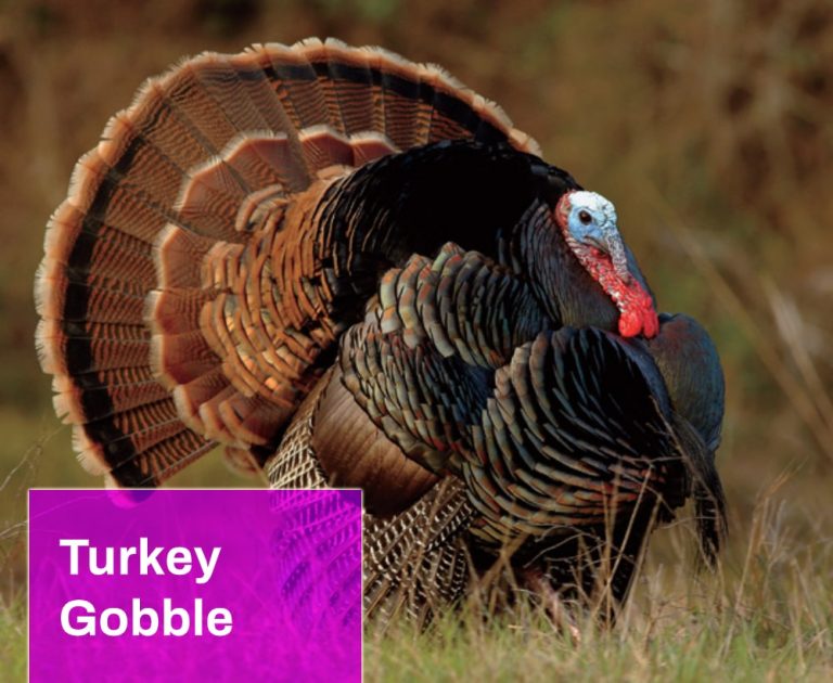Turkey Gobble Sound Effect Free MP3 Download Mingo Sounds