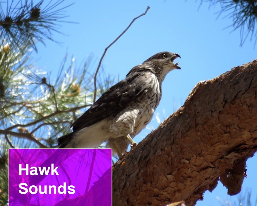 Hawk Sounds