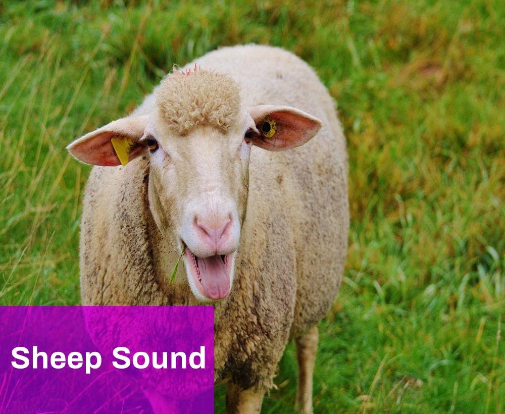 Sheep Sound