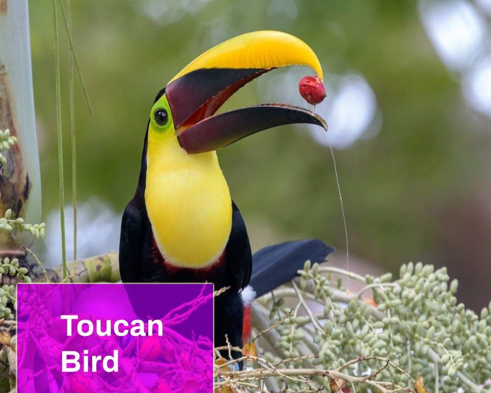Toucan sound