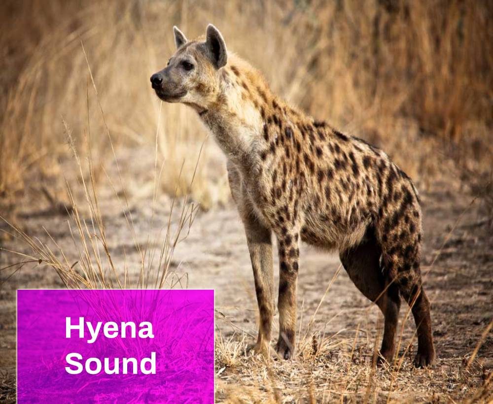 Hyena Sound