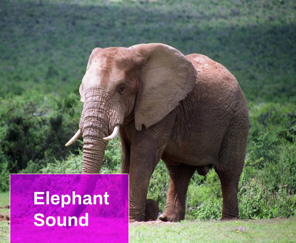 Elephant перевод. Elephant Sounds. Elefante mp3. Ng Sounds Elephant.