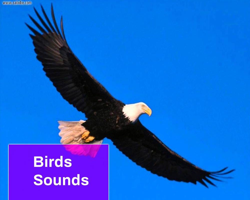 Eagle Sound