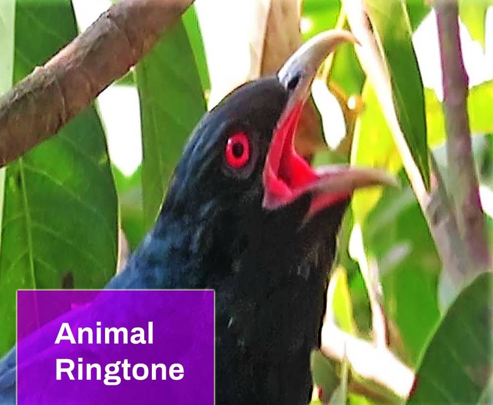 Animal Ringtone Free MP3 Download | Mingo Sounds
