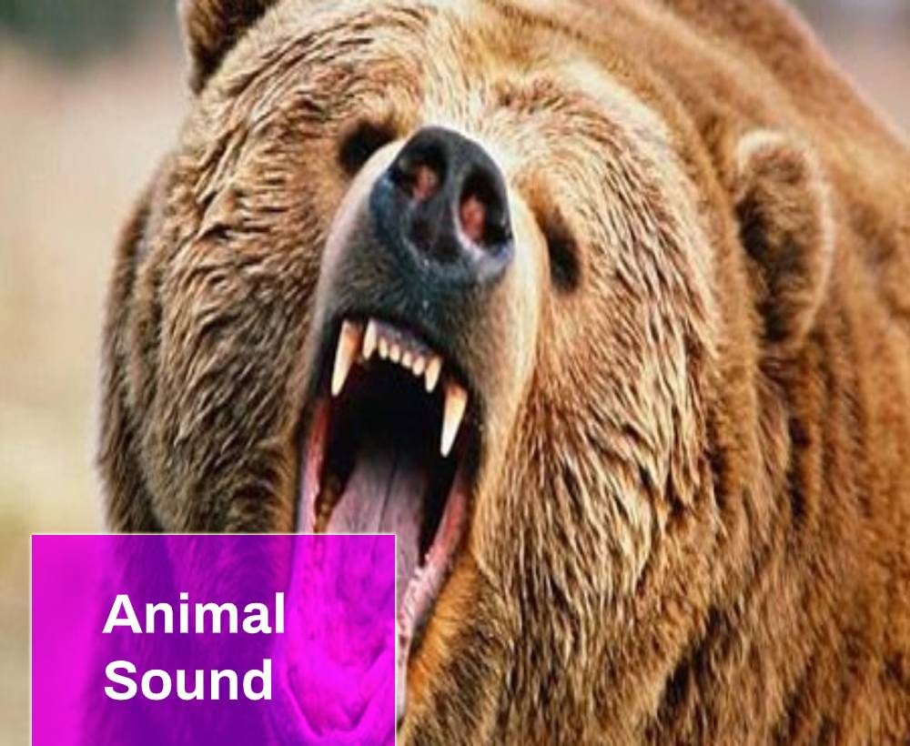 Bear sound