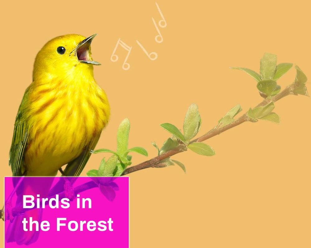 Birds in the Forest