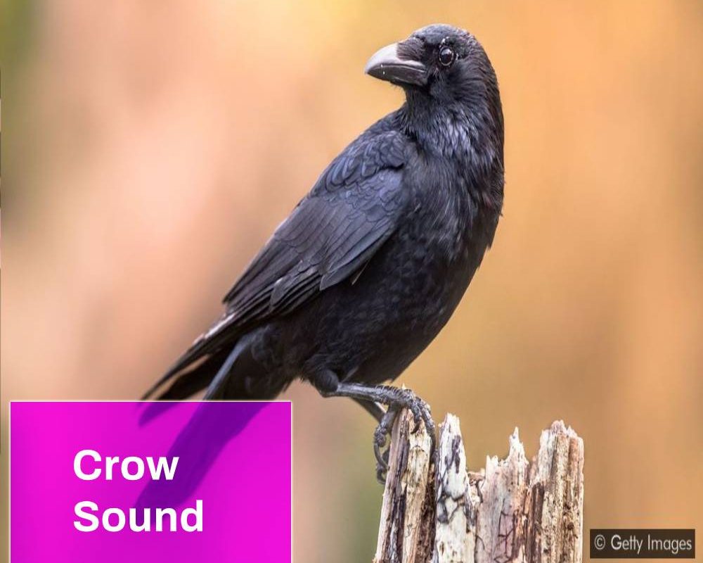 Crow Sound