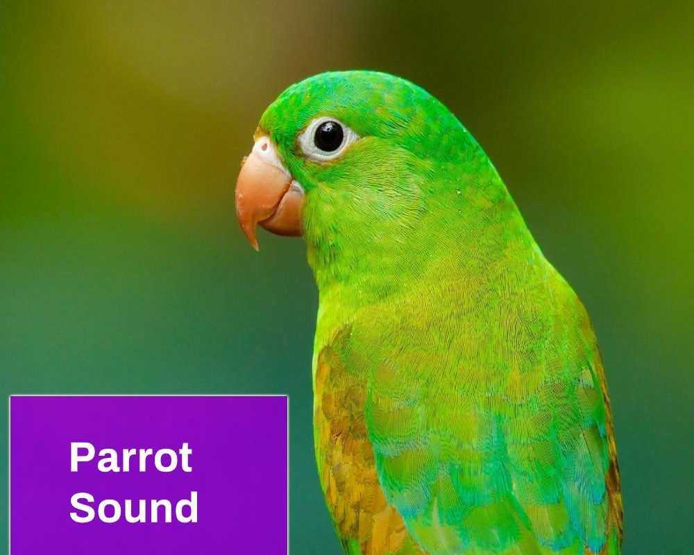 Parrot Sound