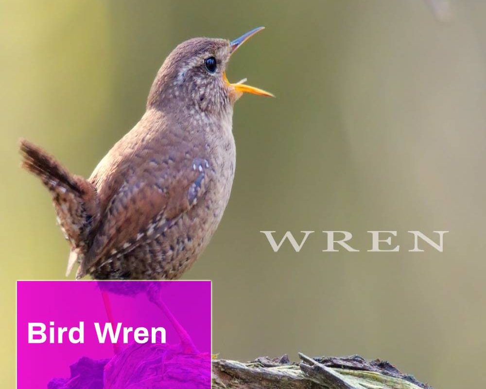 Wren