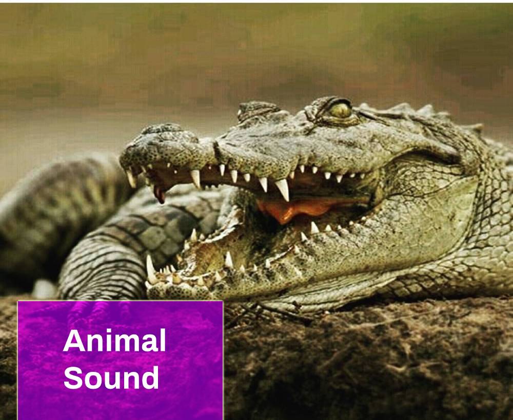 Animal Sound Free MP3 Download Mingo Sounds
