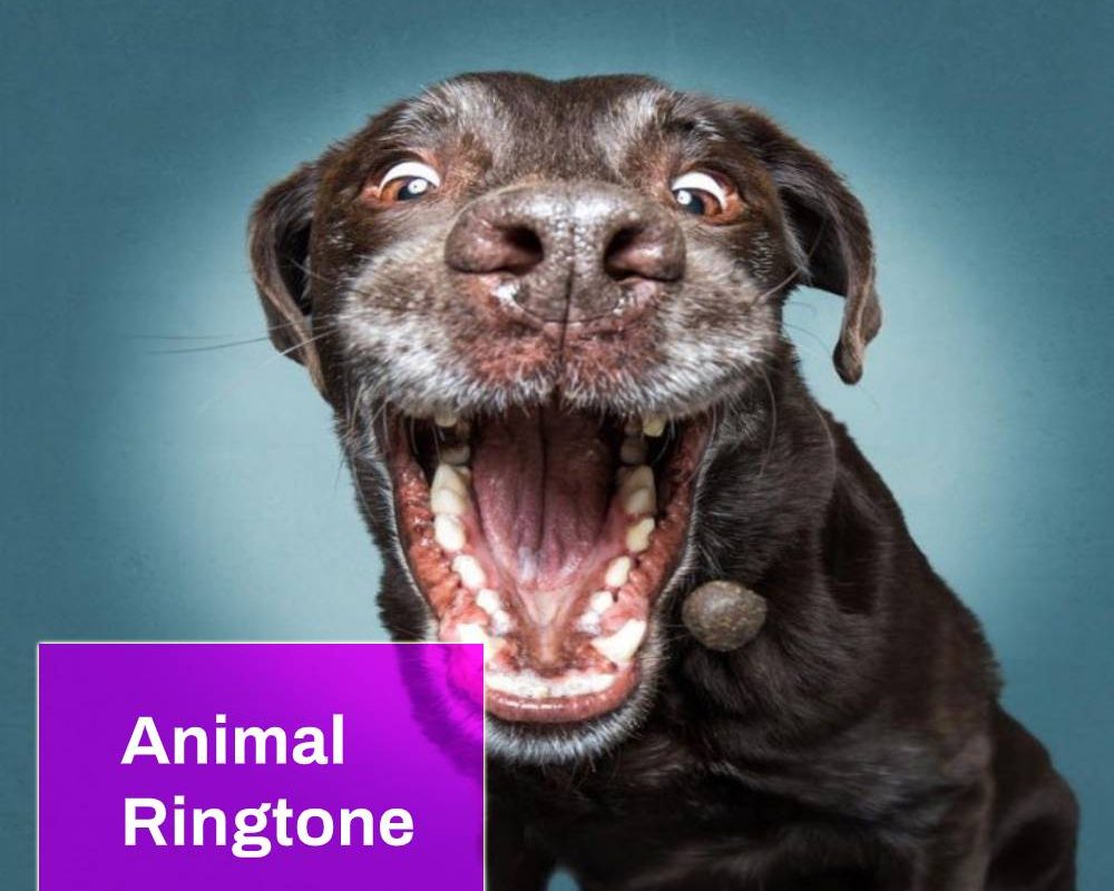 Dog Laughter Ringtone