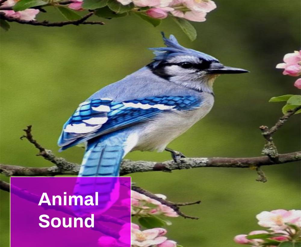 Animal Sound Free MP3 Download Mingo Sounds