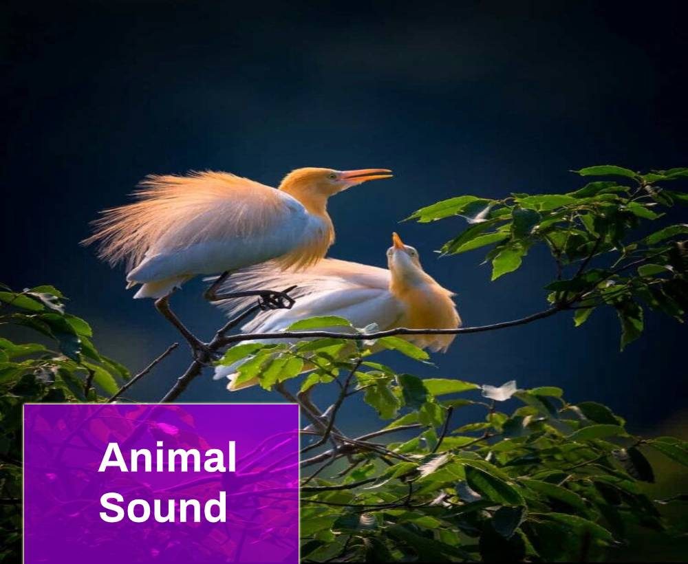 Animal Bird