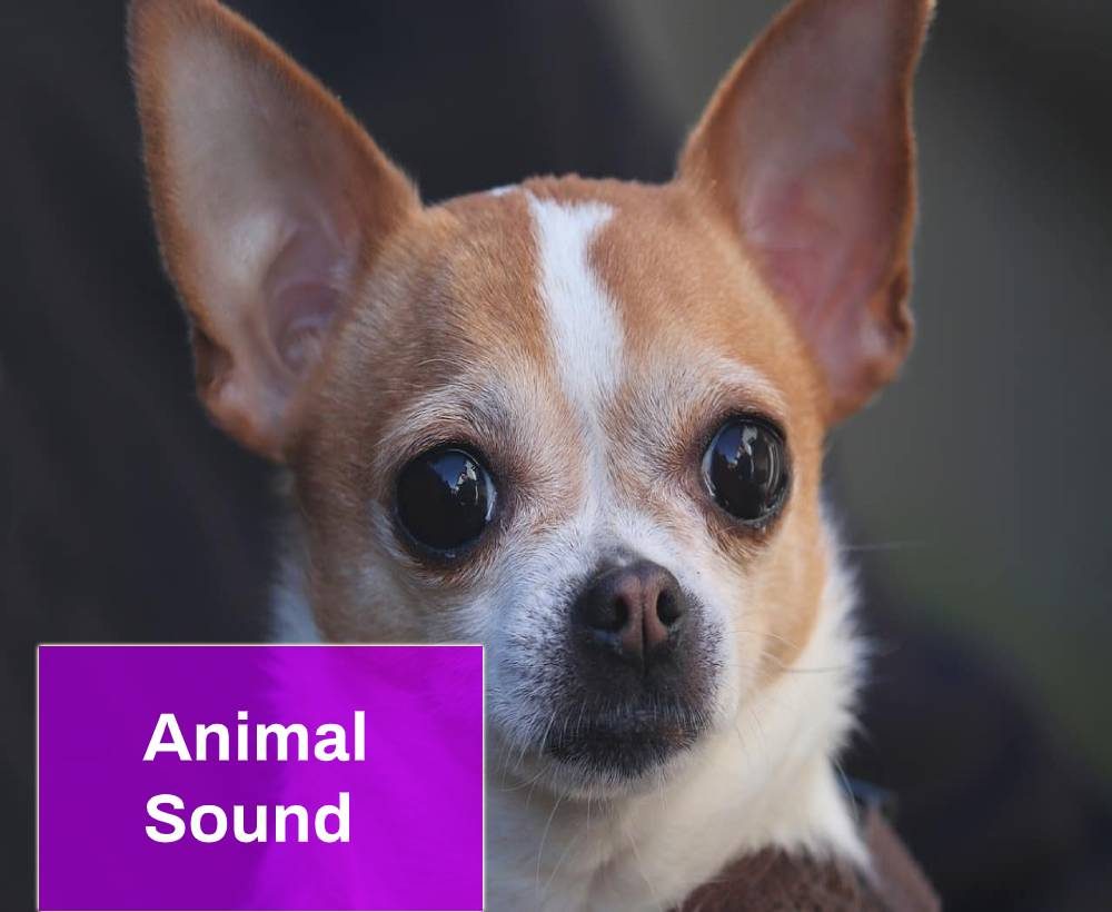 Animal Sound Effect Free MP3 Download | Mingo Sounds