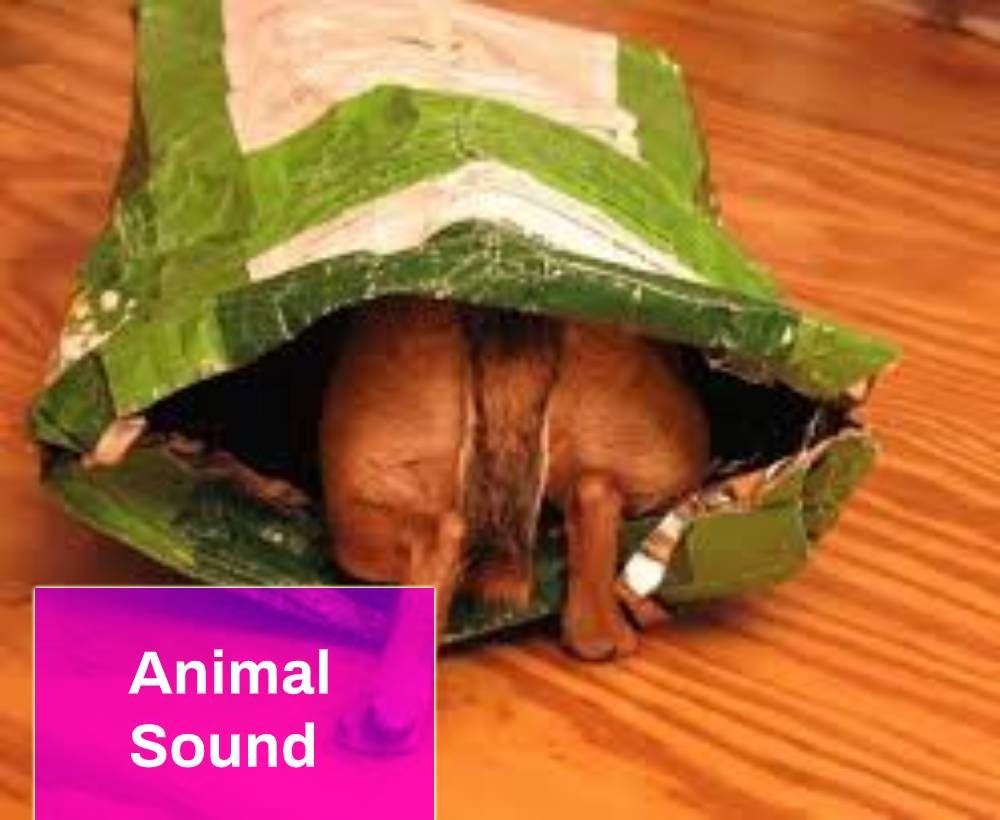 Animal Sound Free MP3 Download | MingoSounds | Mingo Sounds