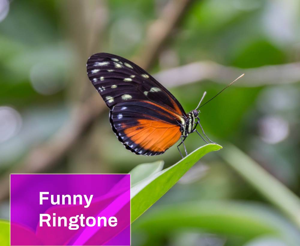 Funny Ringtone Free MP3 Download Mingo Sounds