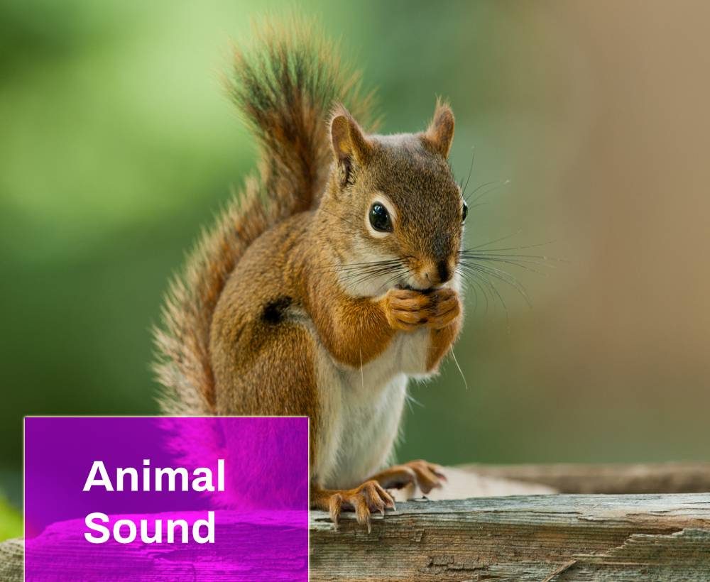 Animal Sound Free MP3 Download Mingo Sounds