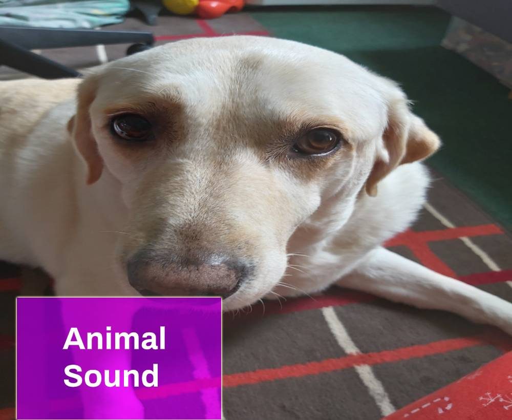 Animal Sound Free MP3 Download | Mingo Sounds