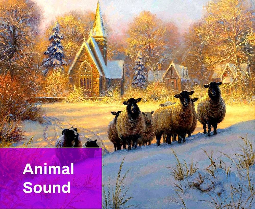 Flock of sheep sound effect free download induku gqom mp3 download