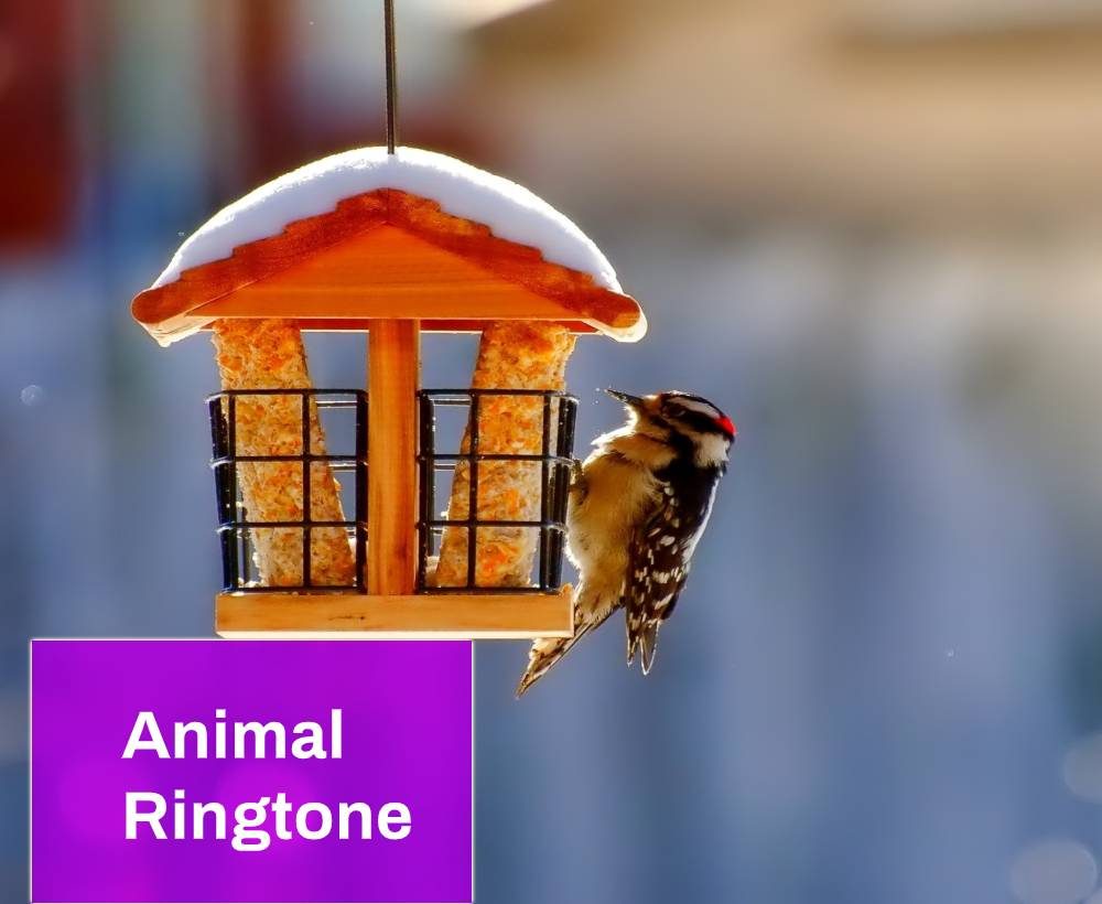 Animal Ringtone Free MP3 Download | Mingo Sounds