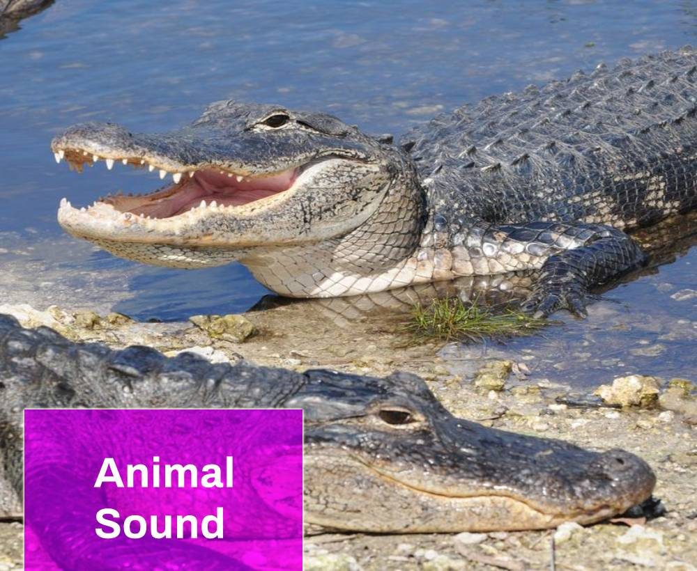 Alligator Sound