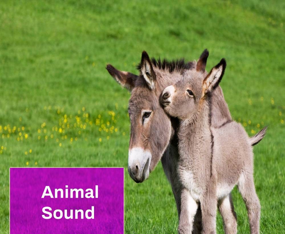 Animal Sound Free MP3 Download | Mingo Sounds