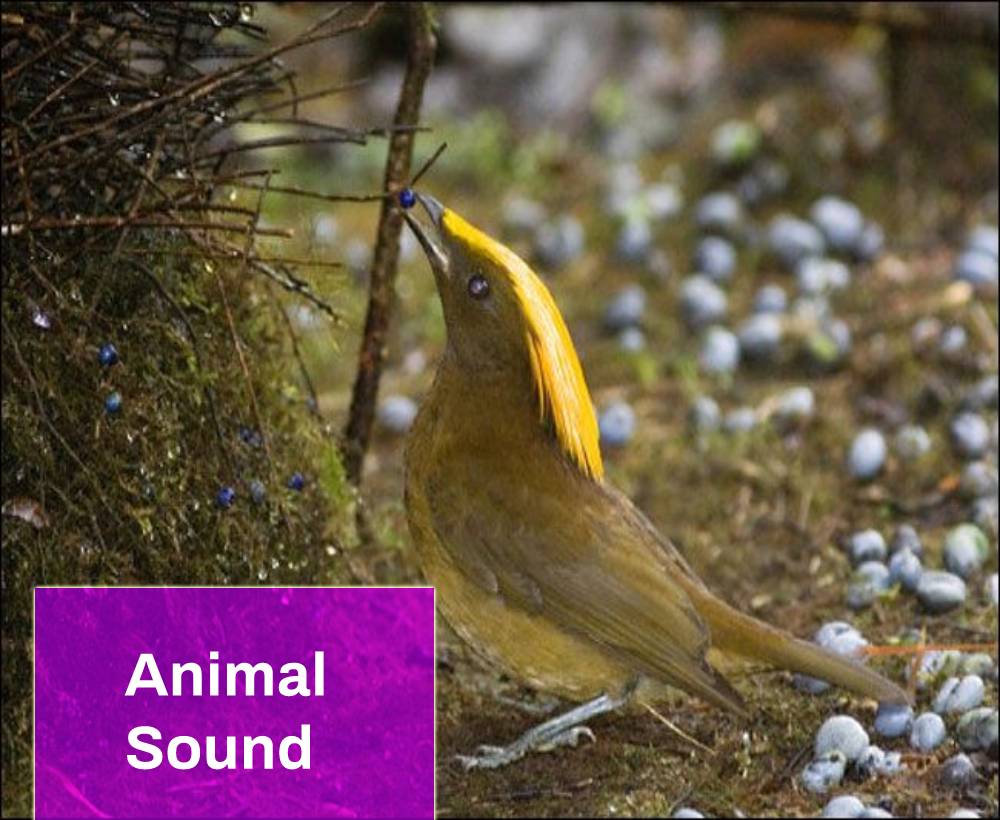 Animal Sound Free MP3 Download Mingo Sounds
