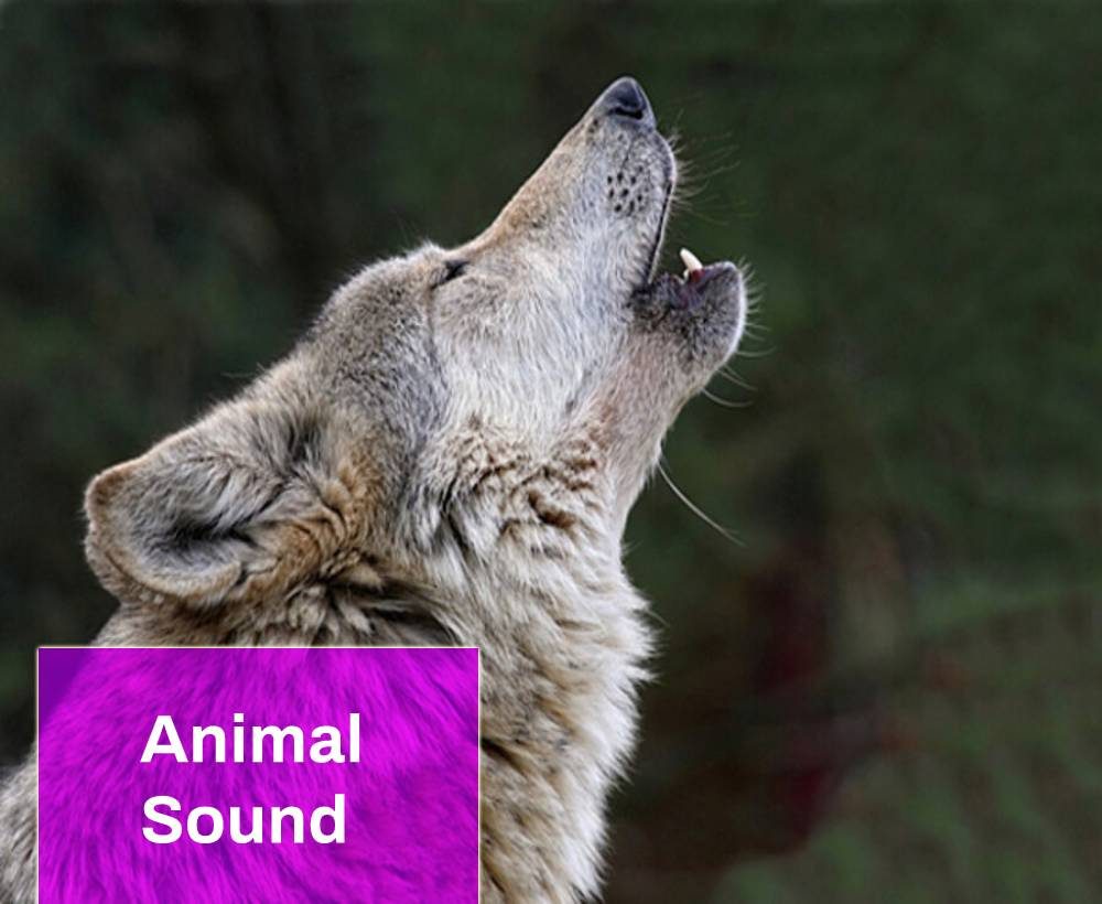 Wolf Howling Sound