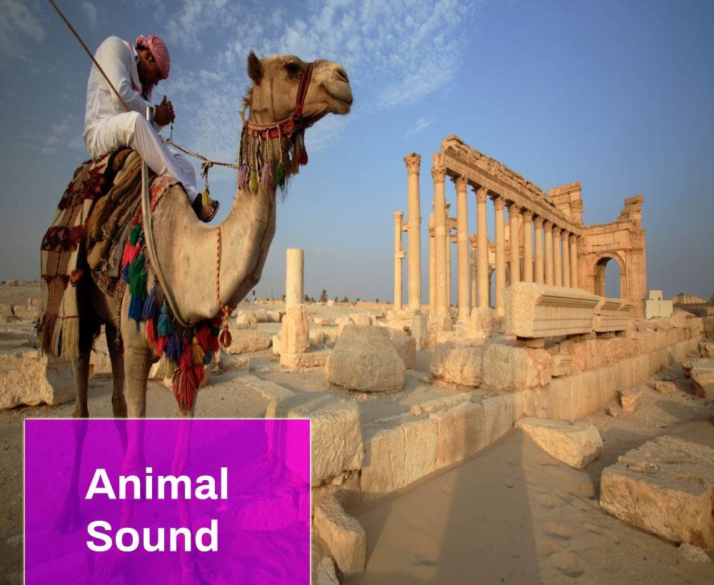 Dromedary Camel Sound Effect