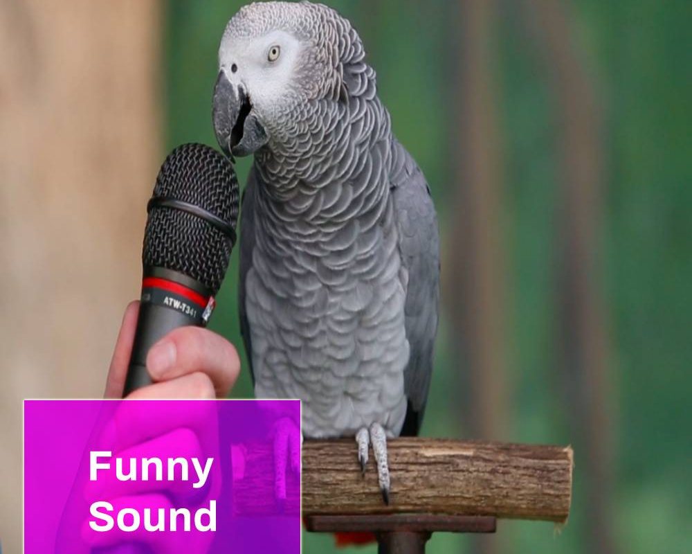 Parrot Talking Sound