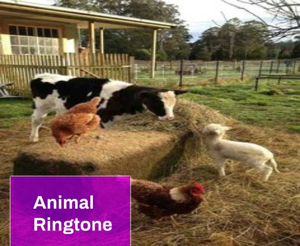 Animal Ringtones Free MP3 Download | Mingo Sounds