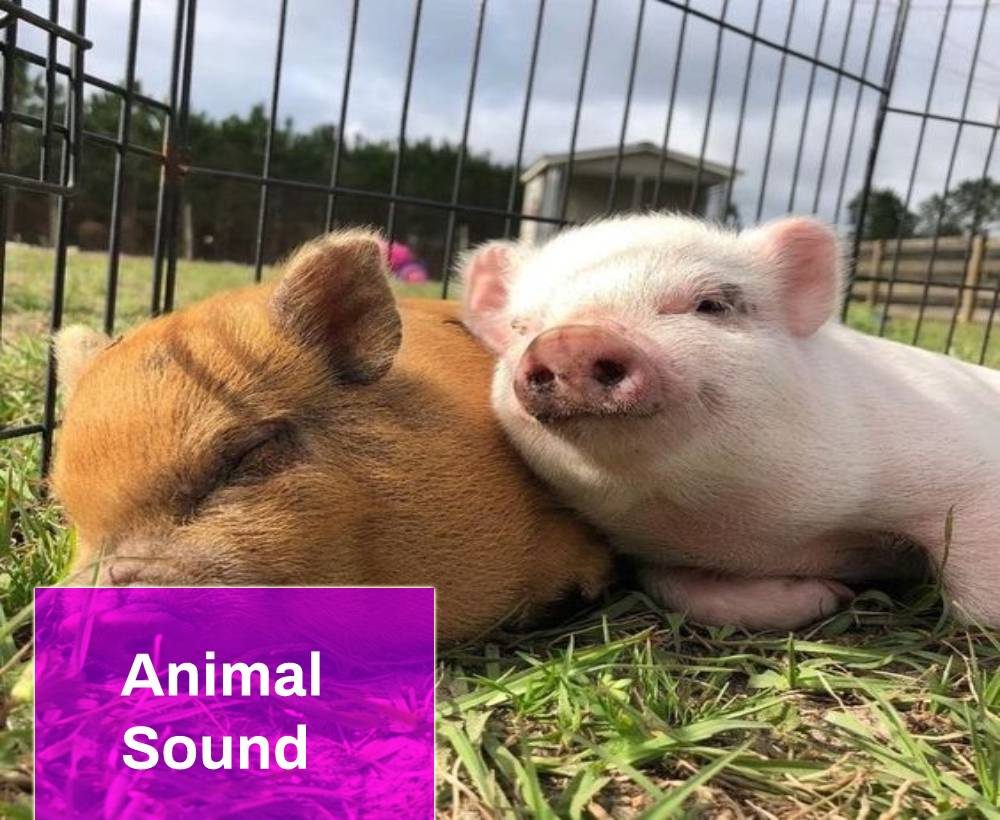 Pigs Animal Sound Effect
