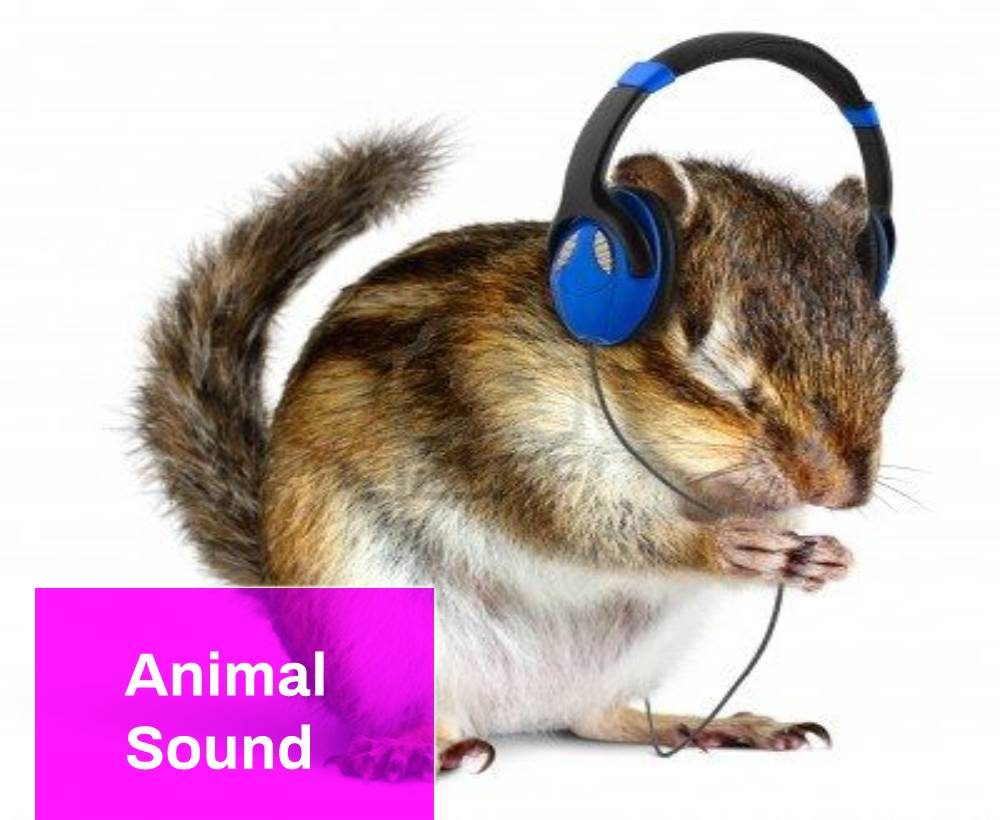 Chipmunks Animal Sound