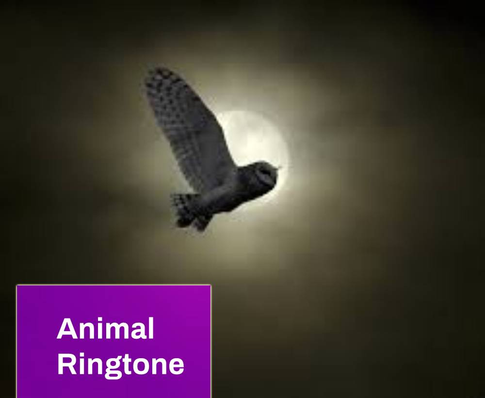Animals Ringtones Free MP3 Download Mingo Sounds