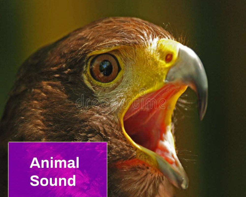 Screaming Hawk Bird Sound