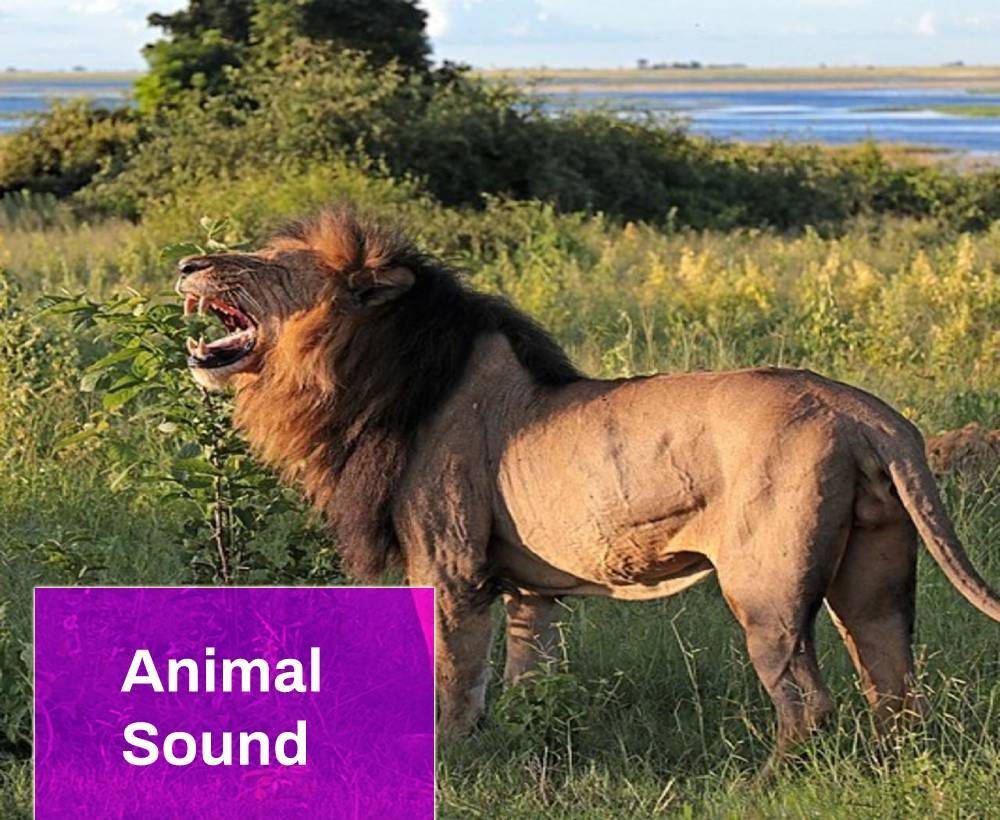 Lion Growling Animal Sound