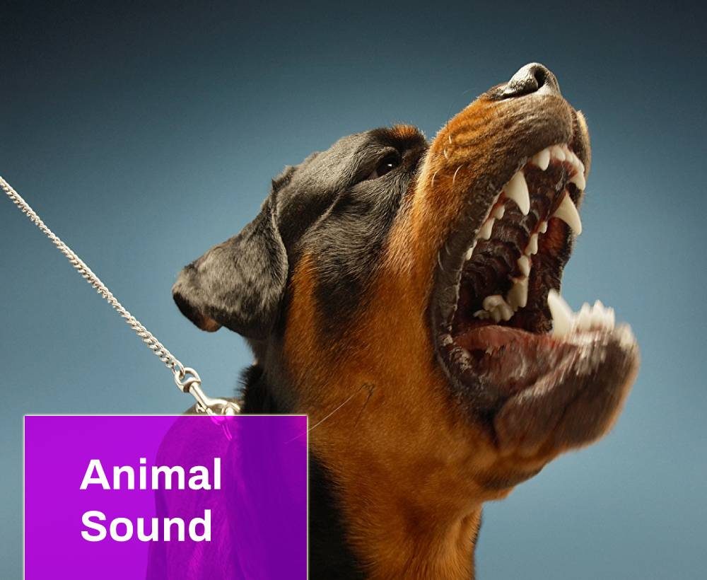 Dog Roar Sound