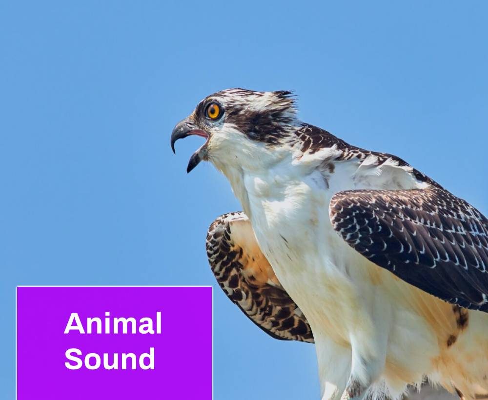 Osprey Call Sound