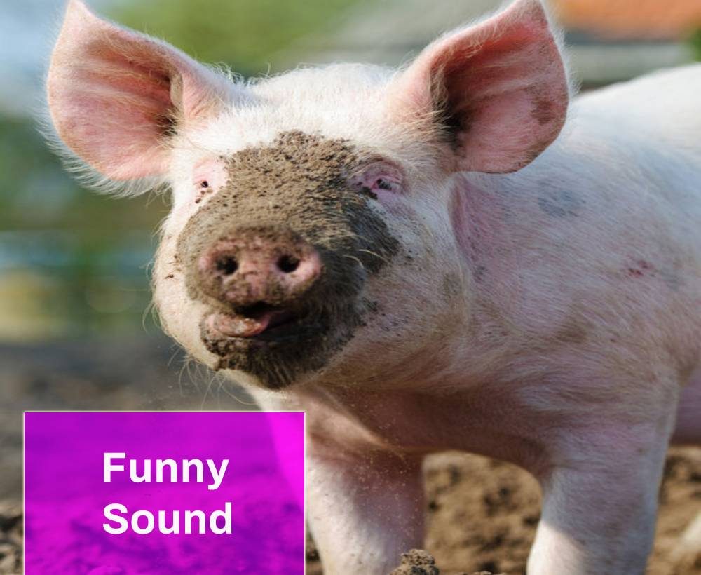 Pig Oink Funny Sound