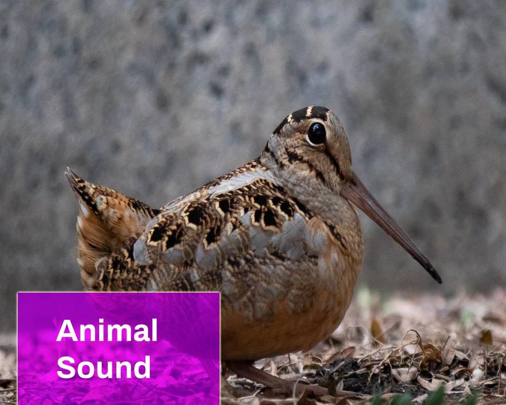 American Woodcock Bird Sound
