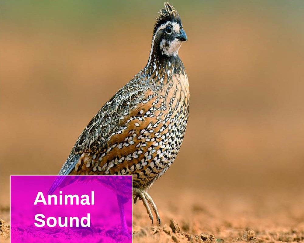 Quail Bobwhite Bird Sound