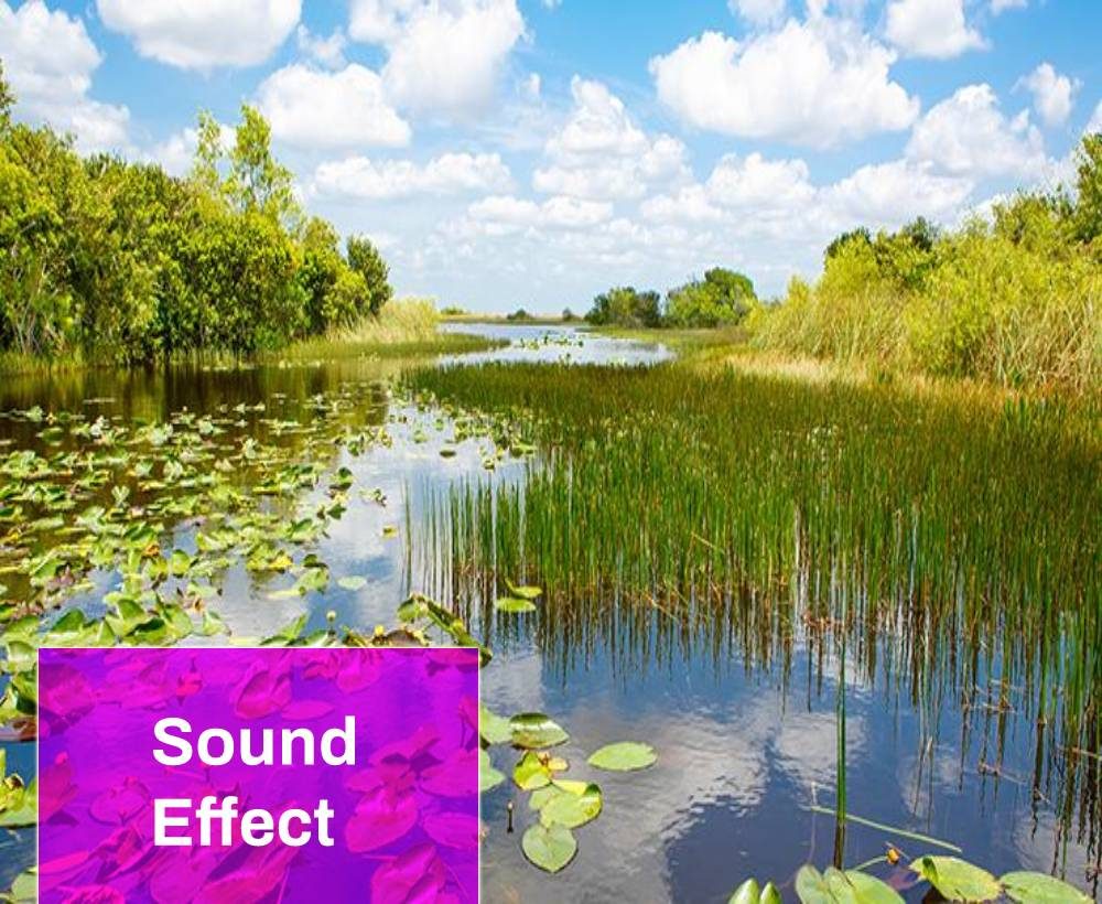 Wetlands Sounds Effects