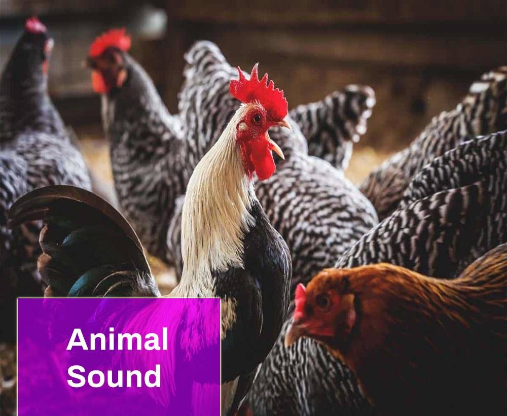 Chickens Sounds