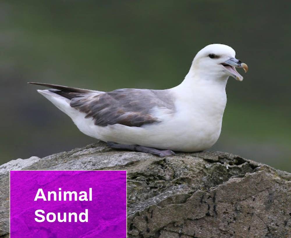 Fulmar Bird Sound