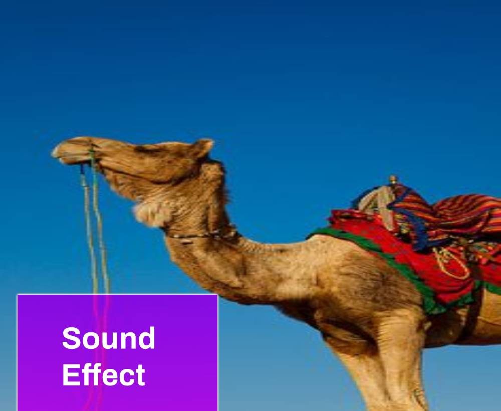 Camel Sound