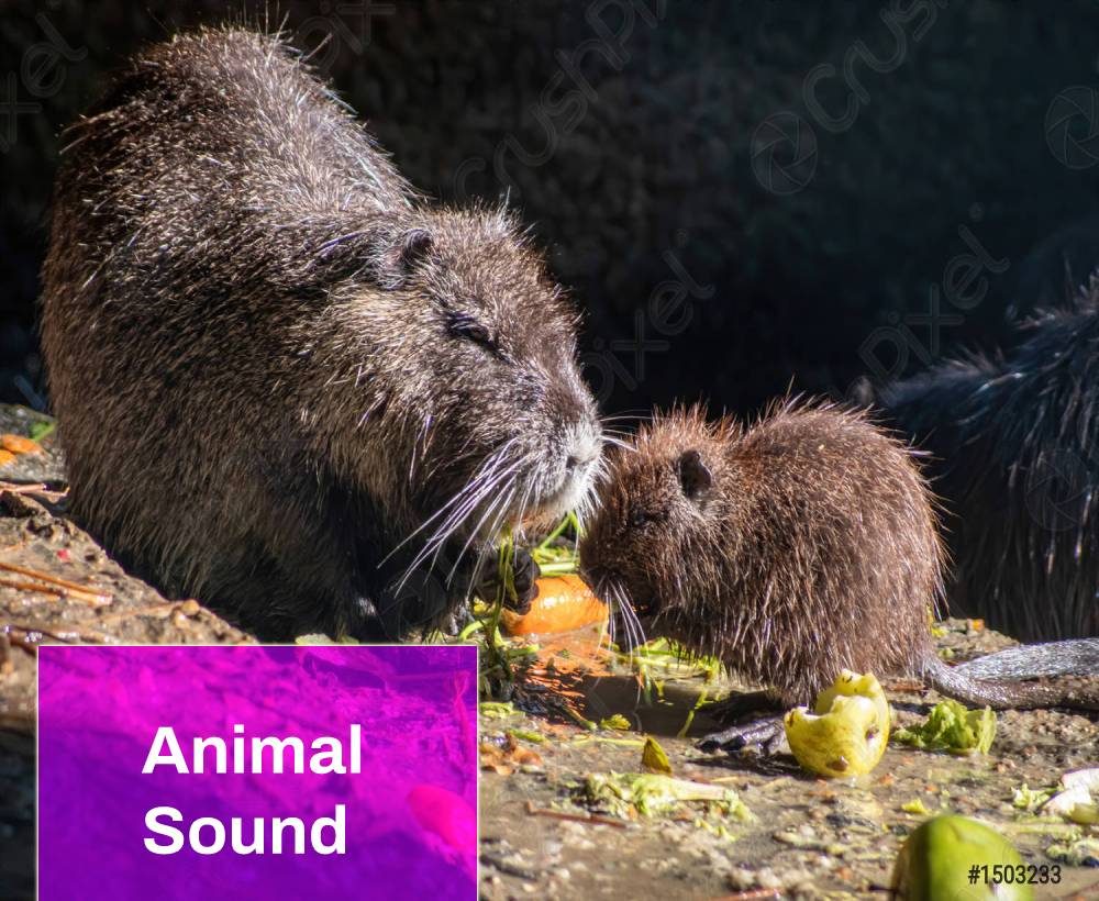 Coypu Animal Sound Free MP3 Download | Mingo Sounds