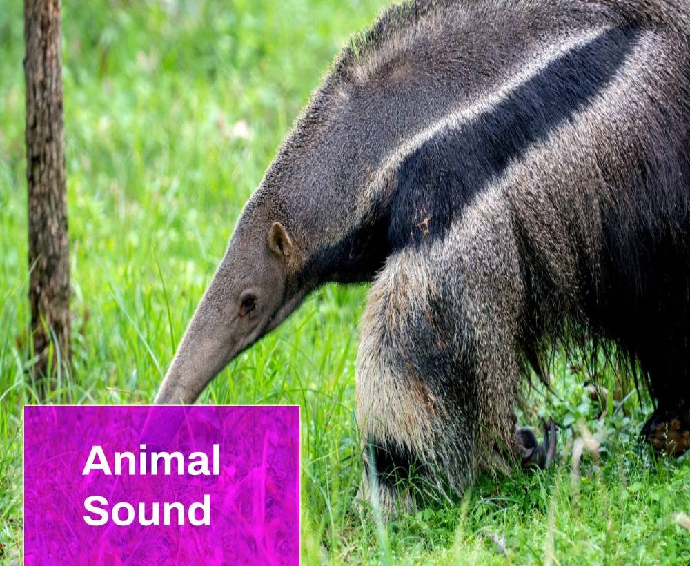 Anteater Animal Sound