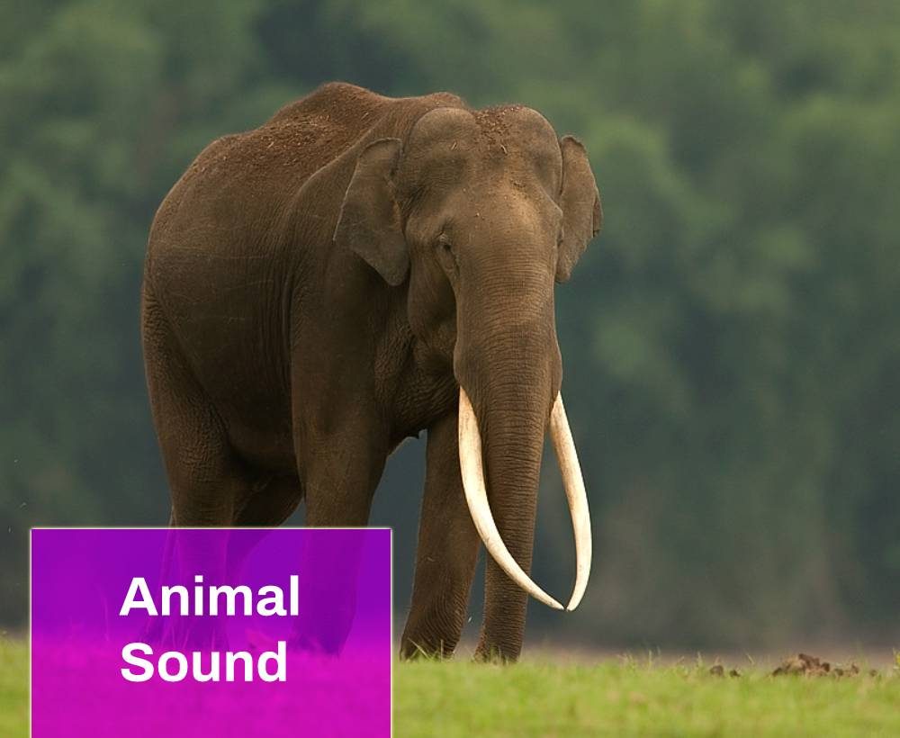Indian Elephant Sound