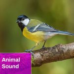 Continental Great Tit Sound